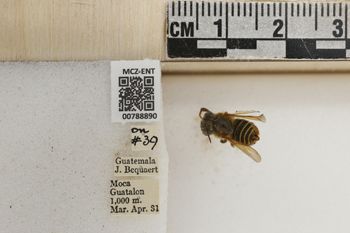 Media type: image;   Entomology 788890 Aspect: Labels